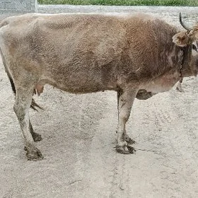 Gysyr sygyr