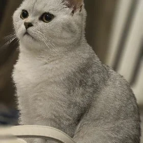 Серебристая шиншилла