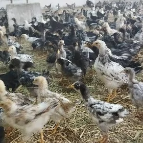 атакс жужелер 3 айлык
