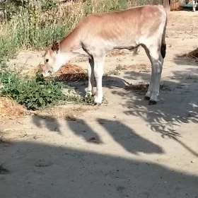 okuzce