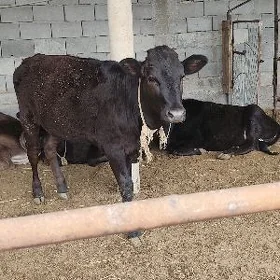 çorny piyastura tuweleler tuwe