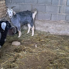 Dog geçi