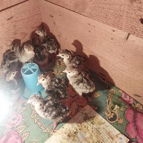 induk jujeler