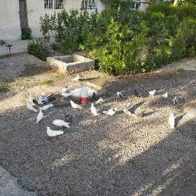 Kepderi