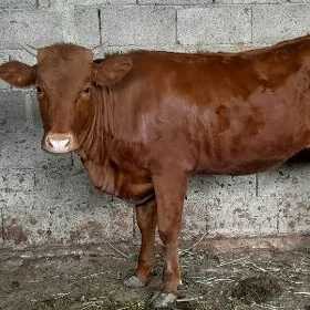 TUWE BAKYLAN