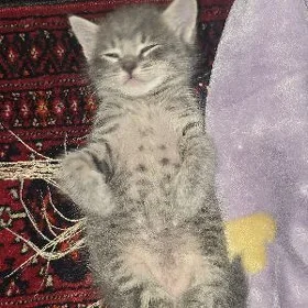 Котенок в добрые руки