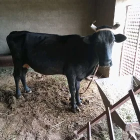 Bogaz sygyr
