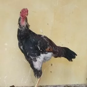 TAŞKENT