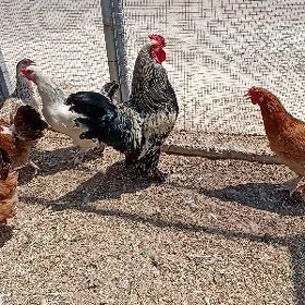 brama paroda towuklar