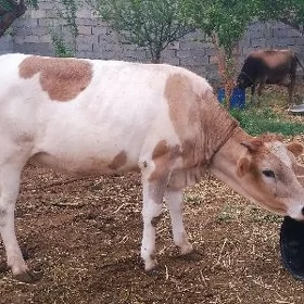 Tüwe.Bogaz 1 aylık
