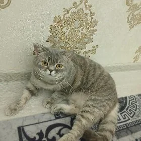pişik