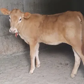 tuwe tohum arasa mal