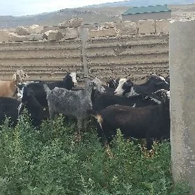 gysyr geci