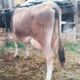 Göleli Sygyr