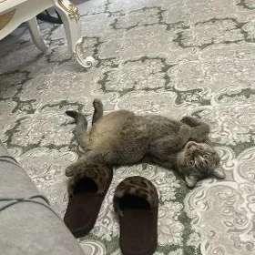 pişik