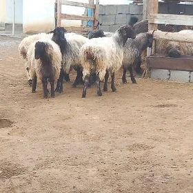 işek