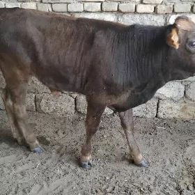 TOHUM ŞWES OKÜZ