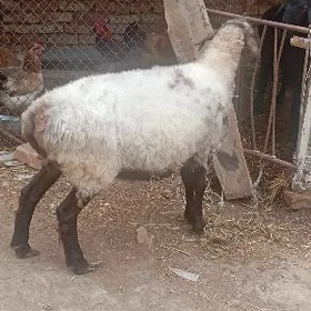 semiz goyun