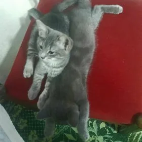 котята