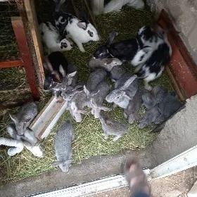 Towşan
