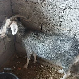 Geçi