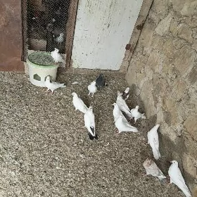 Kepderi