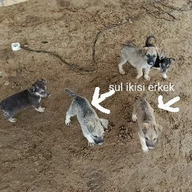 Awcarka