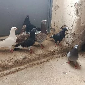 kepderi.