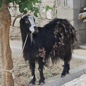 Geçi