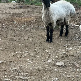 goyun goç