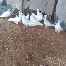 kepderri
