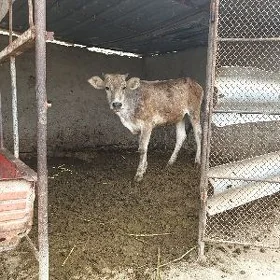 tüwe
