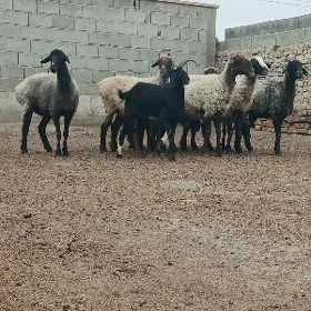 Goyun işşek tokly