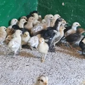 Towyk juyje