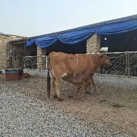 göleli sygyr