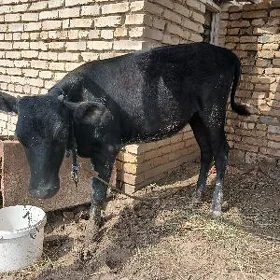 gulajyn gole