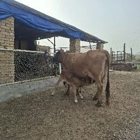 göleli sygyr