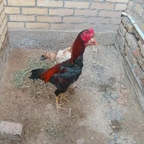 horaz