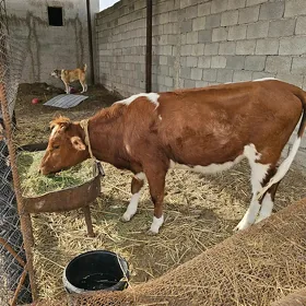 Göle  tüwe