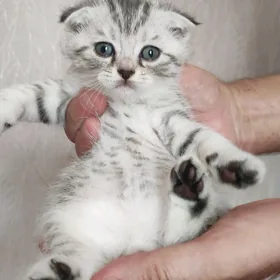котята, шотландские шиншиллы