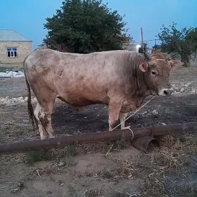 BAKYLAN OKUZLER