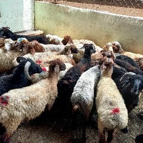 Bakylan İşşekler