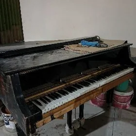 pionina