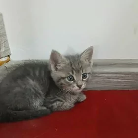 Pişik.