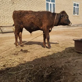 öküz