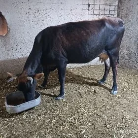 GÖLLEİ SYGYR