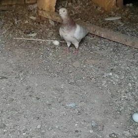 Кептер