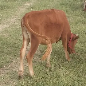 Gulajyn
