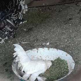 тройка япончик