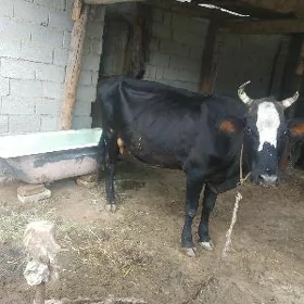 Goleli sygyr